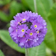 Primula Seeds (Primula spp.) for seasonal color across the Flower Garden Border