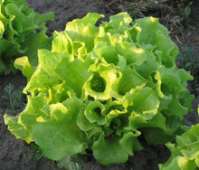 Black Seeded Lettuce (Lactuca sativa) for organic garden and salad greens