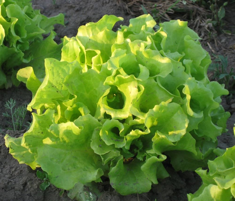 Black Seeded Lettuce (Lactuca sativa) for organic garden and salad greens