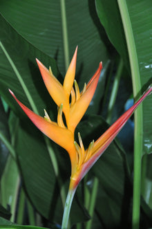 Heliconia Sclerotricha Seeds (Heliconia sclerotricha) for colorful blooms in the tropical gardens and flower beds