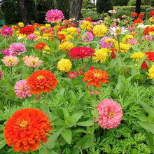 Zinnia flower Seeds (Zinnia elegans) for growers filling out the perennial home garden with vibrant 25-color bloom variety