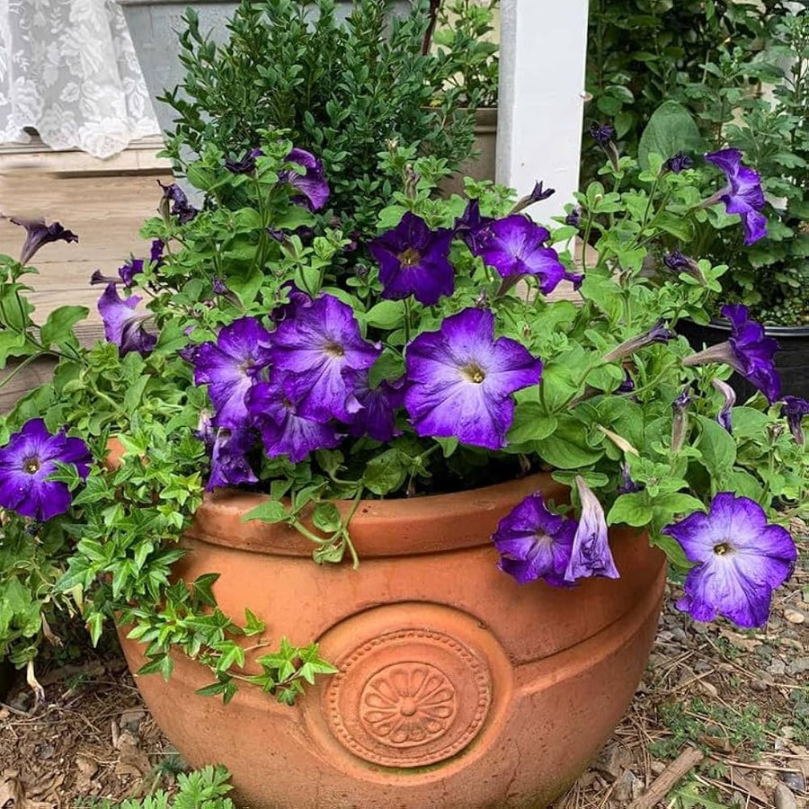 Dark purple petunia flower seeds