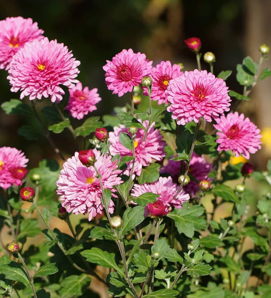 Chrysanthemums grown from highly fragrant seeds with full, aromatic blossoms