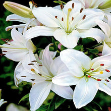 Lily Lilium candidum flower seeds for planting in home garden or seasonal flower borders - for planting in home garden