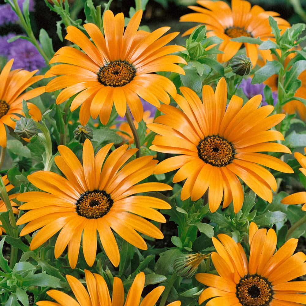 African Daisy Dimorphotheca sinuata orange yellow mix flower seeds for planting in home garden beds - for planting in home garden