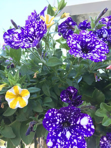 Petunia Seeds for growers seeking a long-blooming display