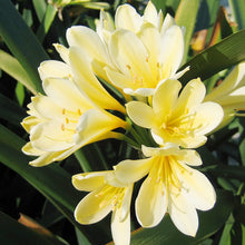 Lily Clivia Seeds for reliable seasonal color