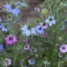 Nigella Damascena "L'amore in una Nebbia" Seeds for reliable seasonal color