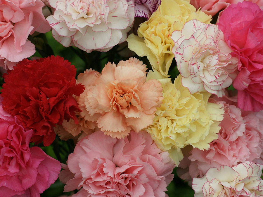 Carnation Germination Pack  Dianthus caryophyllus  mixed flower seeds
