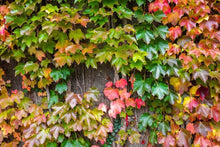Ivy Seeds (Hedera helix) for vertical growth across the Garden