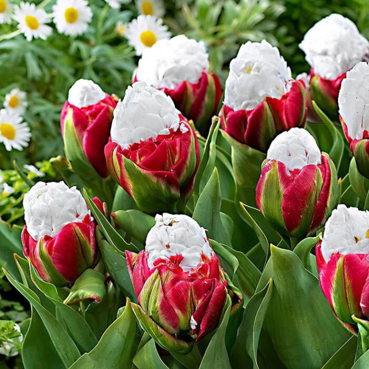 Rare tulip bonsai flower seeds