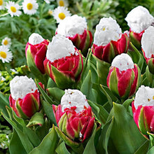 Rare tulip bonsai flower seeds