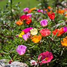 Rose Seeds (Rosa hybrida) for a lasting display in the home garden or vertical garden trellis