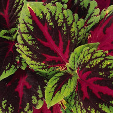 Kong Red Giant Coleus Seeds for growers seeking a long-blooming display