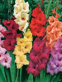 Gladiolus Mixed Colors Tall Seeds for growers seeking a long-blooming display