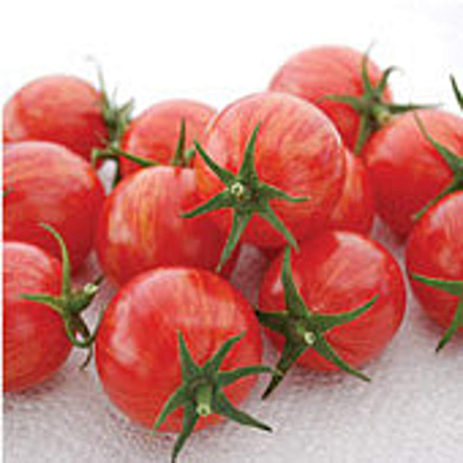 Bio (Pink Bumble Bee Tomato Seeds – Striped Cherry Tomato with Sweet Flavor) for planting in garden