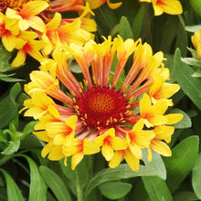 Yellow Gaillardia with Orange Center seeds