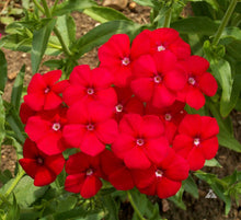 Flax Red Organic Seeds for reliable seasonal color