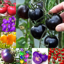 Plant Seeds (Rainbow tomato) prized among growers for multicolored large heirloom fruits