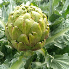 Glechoma Longituba High Yield Garden Seeds valued for outdoors
