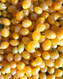 Barry’s Crazy Cherry Tomato Seeds valued by growers for snacking or salads