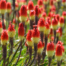 Mixed Torch Lily Kniphofia Uvaria Seeds for gardeners building out beds and borders