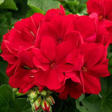 Garden Geranium Seeds (Pelargonium zonale) for a lasting display in the home garden pots and balcony planting