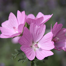 Light Pink and Yellow Malve Seeds for gardeners building out beds and borders