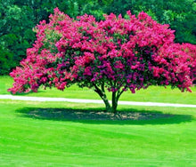 Crepe Myrtle Lagerstroemia Indica Seeds for growers filling out the Flowering Hedges Yard