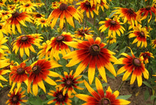 Gloriosa Daisy Seeds (Rudbeckia hirta) for a lasting display in the home garden flower patch