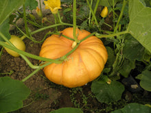 Sugar Pie Pumpkin Seeds (Cucurbita pepo) for a fresh homegrown crop from the Vegetable Garden