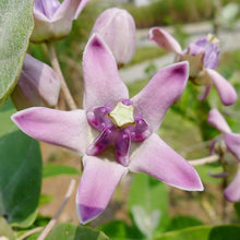 Milkweed flower Seeds (Asclepias purpurascens) for colorful blooms in the pollinator-friendly backyard gardens