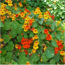 Jinlian Nasturtium Seeds (Tropaeolum majus) for seasonal color across the flower beds and hanging baskets