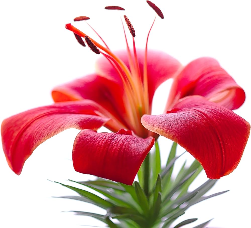 Asiatic Lily Lilium Seeds for planting in border garden