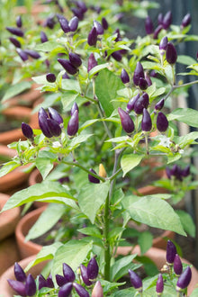Purple Jalapeno Pepper Seeds (Capsicum annuum) for growers stocking the home garden and chili pot cultivation