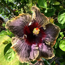 Black Pink Seeds for reliable seasonal color
