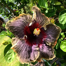Red Pink Purple Hibiscus Seeds for colorful blooms in the Colorful Garden Planting