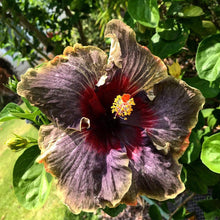 Hibiscus Rosa-Sinensis Rare Mixed Tropical Seeds for colorful blooms in the Vibrant Home Garden Displays