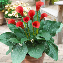 Rare Red-Edged Black Calla Lily Seeds for a lasting display in the Balcony & Pot Garden Planting