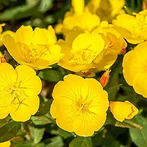 Yellow Evening Primrose (Oenothera lamarckiana) seeds for flower bed planting