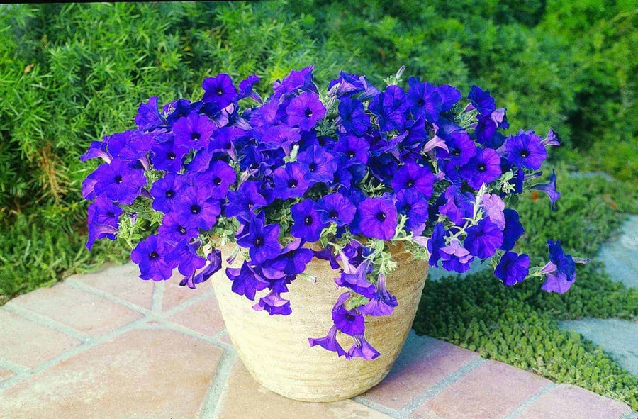 Blue petunia flowers grown from seeds with soft, vibrant blue petals in full bloom