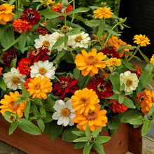 Zinnia Profusion Fire Seeds (Zinnia elegans) for a bright addition to the sunny beds and home garden planting