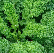 Kale Seeds (Brassica oleracea) for a reliable harvest in the vegetable patches and home gardens
