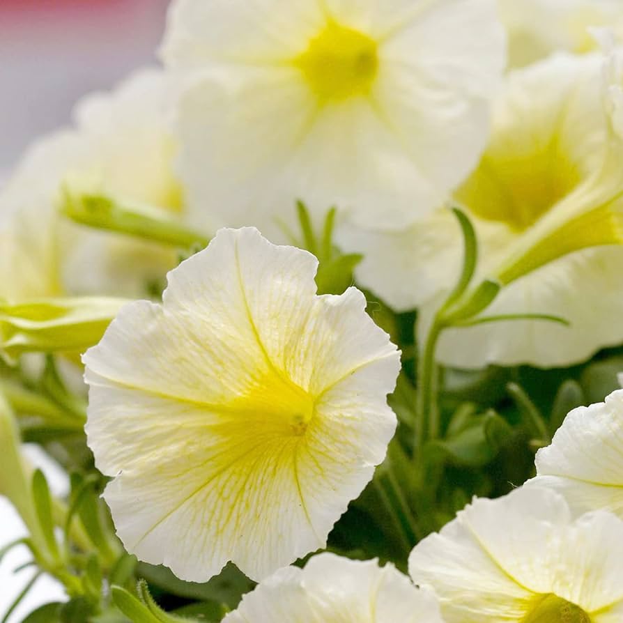 Petunia Petunia × hybrida Easy Wave Yellow Hybrid flower seeds for planting in hanging baskets or garden beds - for planting in home garden