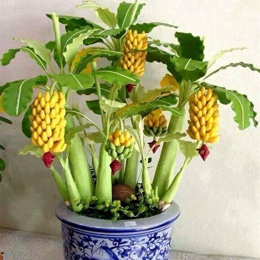 Banana Musa acuminata fruit seeds for planting in tropical home gardens - for planting in home garden