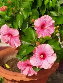 Pink Hibiscus Moscheutos Seeds for a lasting display in the Tropical Garden