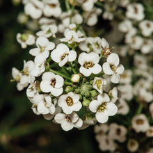 Johnsons Seeds for a colorful addition to any planting