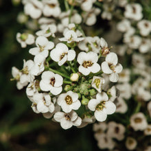 White Sweet Alyssum Seeds (Lobularia maritima) for a bright addition to the ground cover and home garden planting