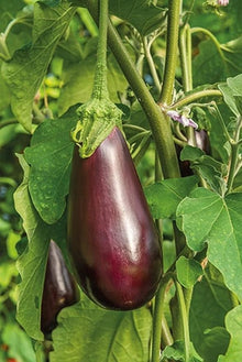 Eggplant Seeds (Solanum melongena) for productive rows in the Vegetable Patch & Garden