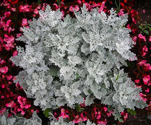 Silver Dust Semi-Dusty Miller Ornamental Foliage Seeds for growers seeking a long-blooming display